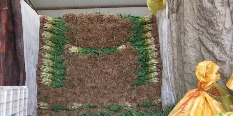 内黄红根蒜苗根红叶绿，以大量上市打包整齐，出菜率高