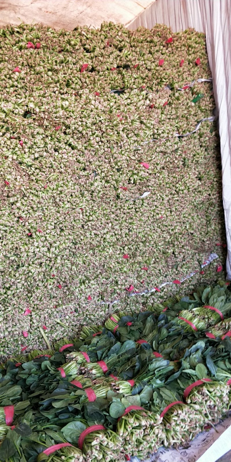 山东圆叶菠菜小叶菠菜做工精细质量保证产地直供