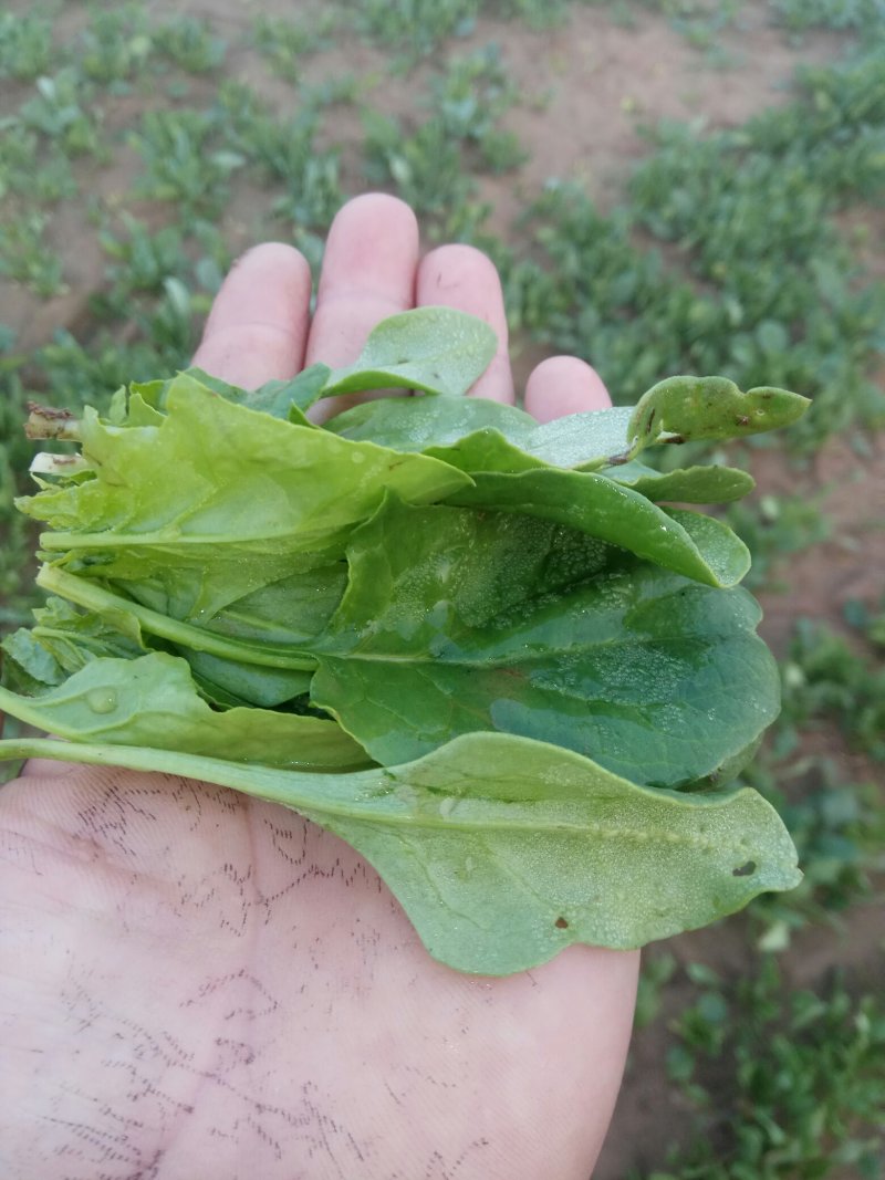 香菜，菠菜