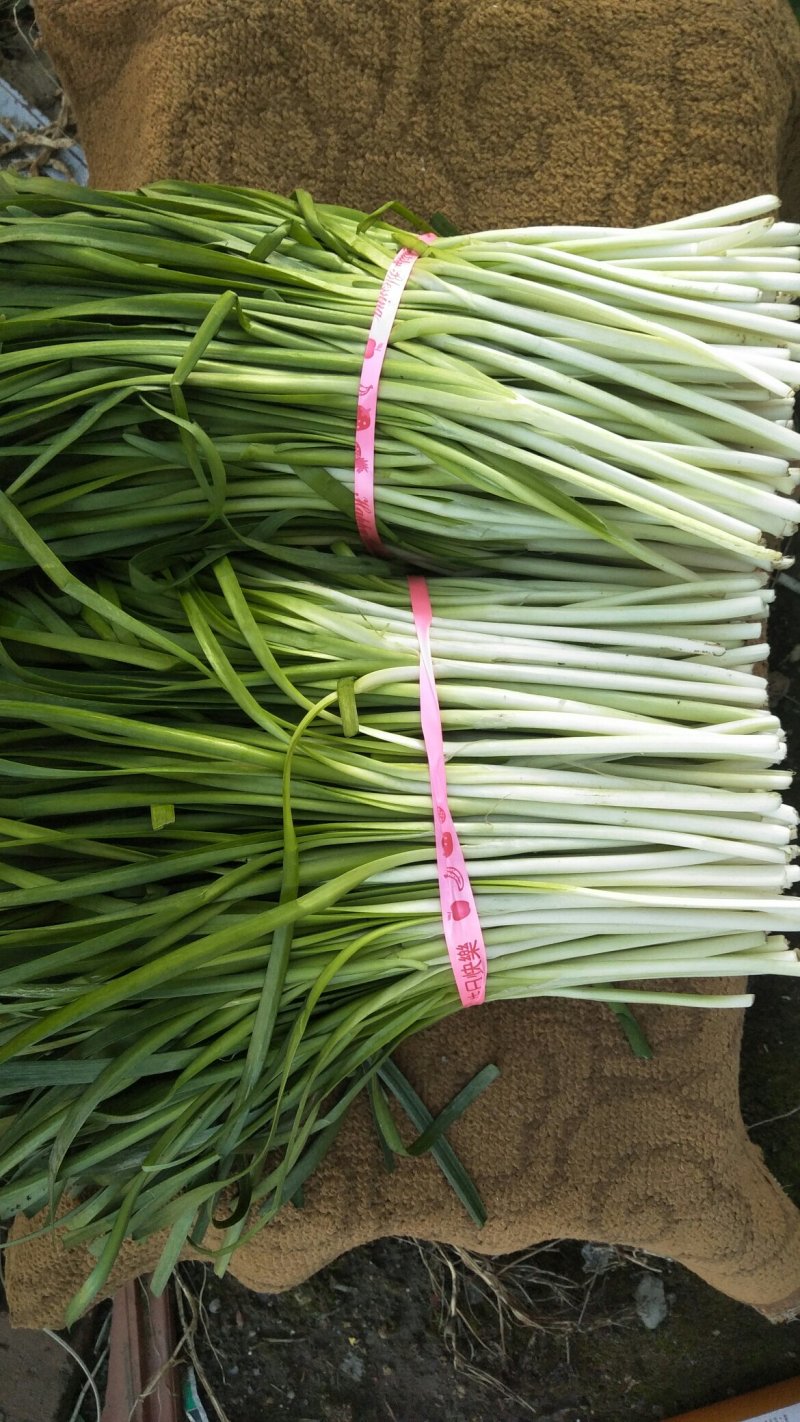 高脖韭菜