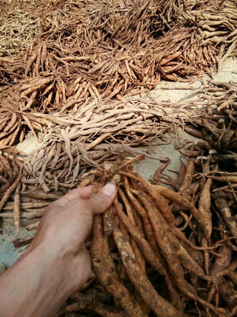 百部/对叶百部/新鲜百部/百部干货/百部产直发/