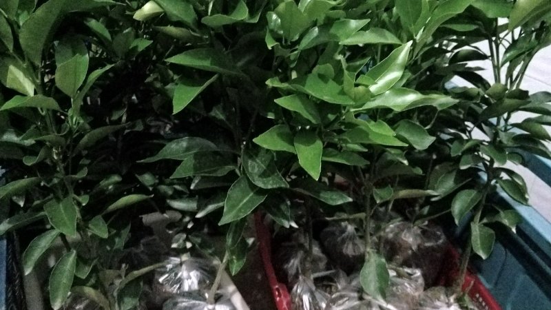 春见苗
