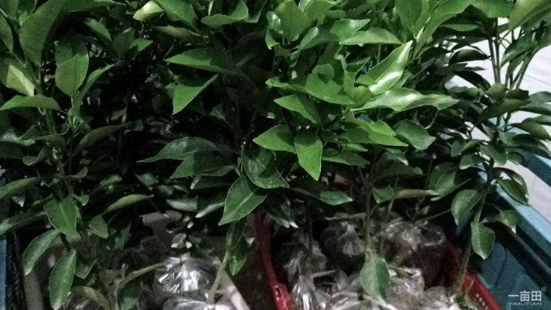 春见苗