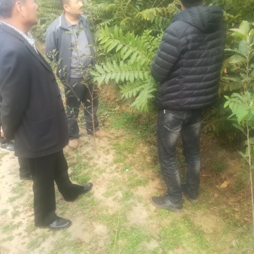 香春苗