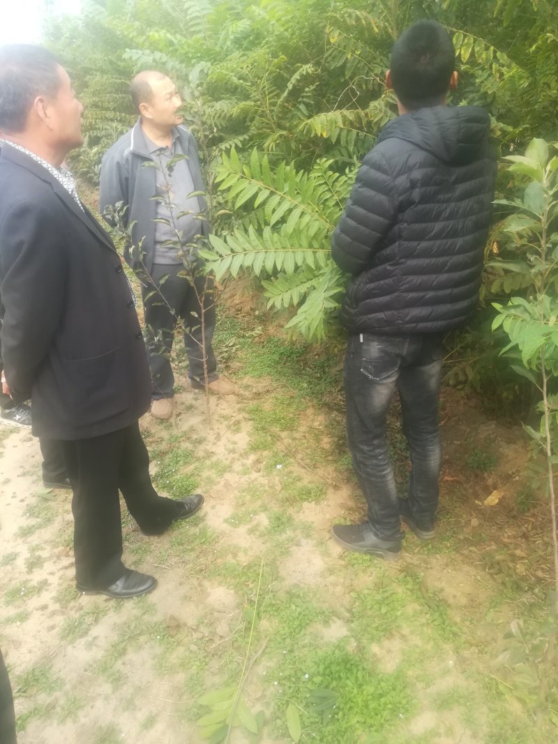 香春苗