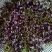 野生葛花/葛花/小葛花/大葛花/广西葛花/产地直销小葛花