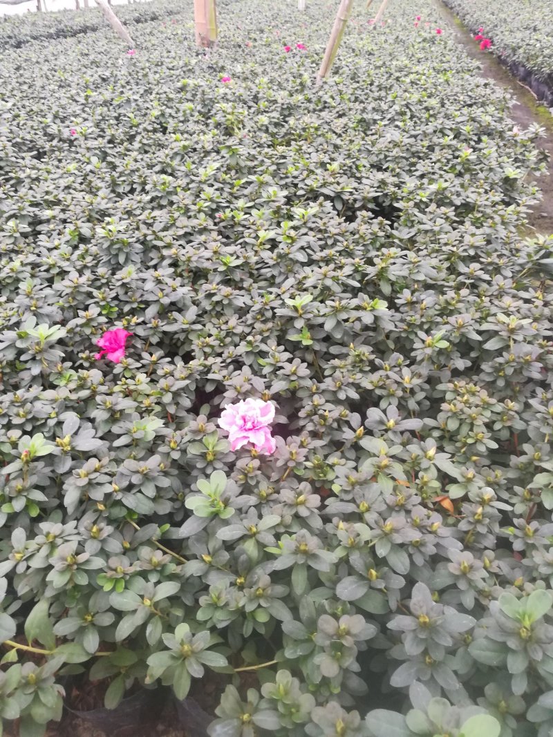 西洋杜娟