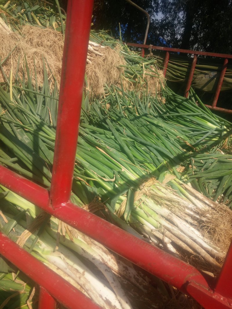长白大葱毛葱2cm左右
