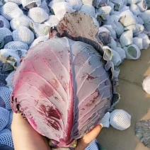 精品紫甘蓝量大质优！产地直销可供应电商超市外贸