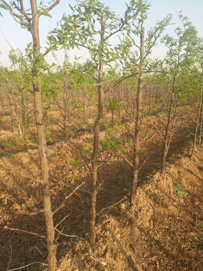 枣树，冬枣树，万亩枣树，基地直供巜3一5一8一10》公分