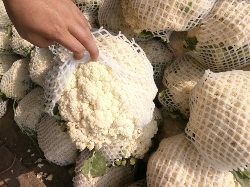 精品散花精品菜花加工厂商超量大质优产地直发
