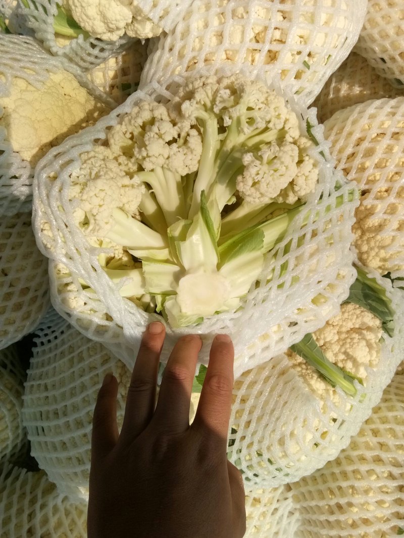 精品散花精品菜花加工厂商超量大质优产地直发
