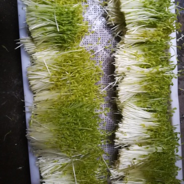 碗豆苗