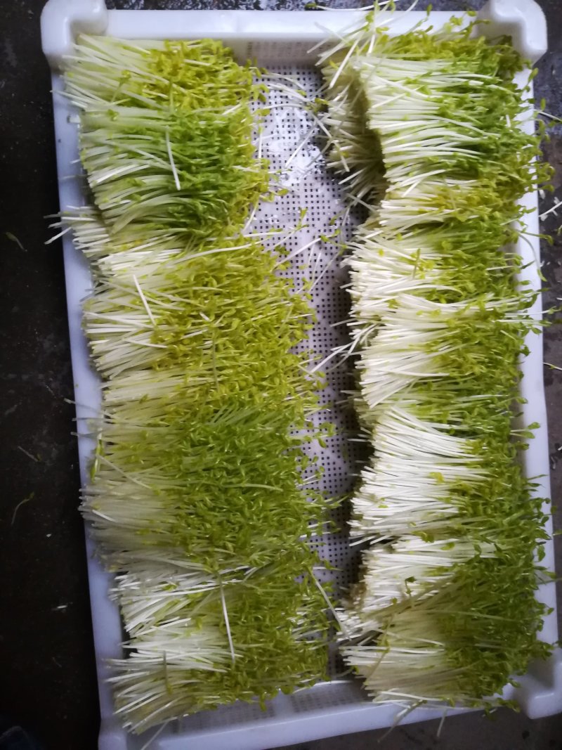 碗豆苗