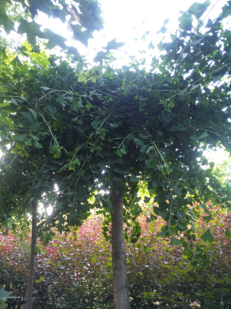 玉兰，樱花，海棠系列，