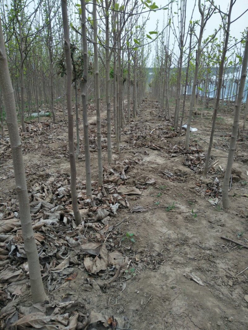 玉兰，樱花，海棠系列，