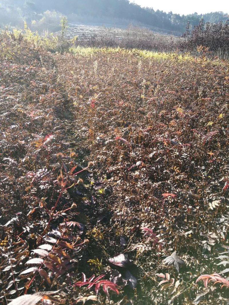 珍珠梅小苗东北耐寒珍珠梅耐寒绿化建圃小苗量大优惠