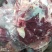 驴肉批发驴肉带皮驴肉山东驴肉