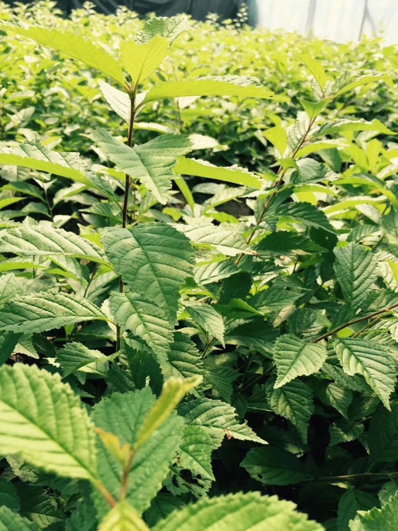 榆叶梅东北工程用苗耐寒花灌木小桃红