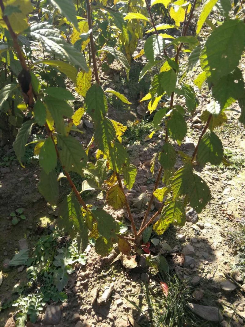 榆叶梅东北工程用苗耐寒花灌木小桃红