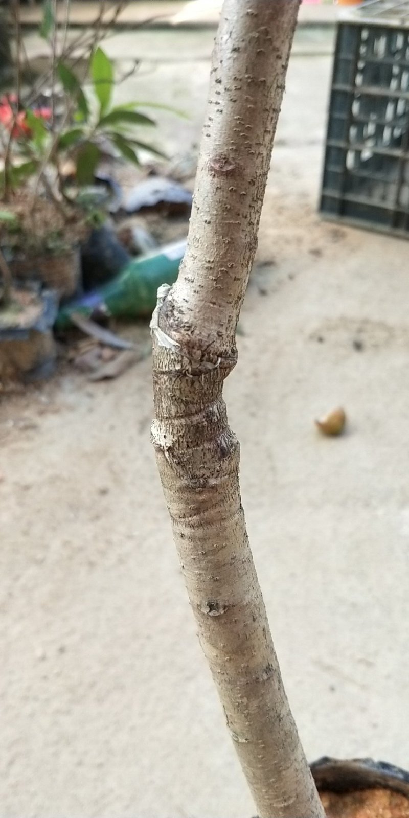 东槐杨梅苗