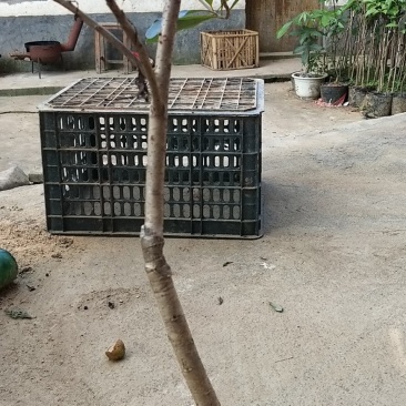 东槐杨梅苗