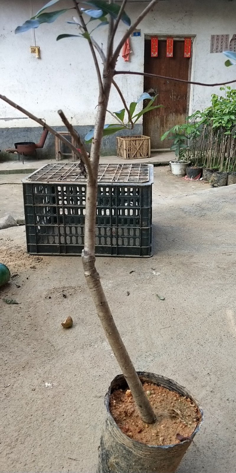 东槐杨梅苗