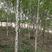 白桦树绿化工程用苗酒店装饰材料丛生白桦景观造型