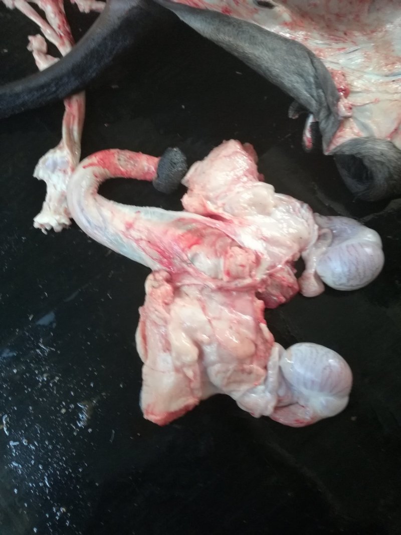 驴肉批发驴肉带皮驴肉山东驴肉