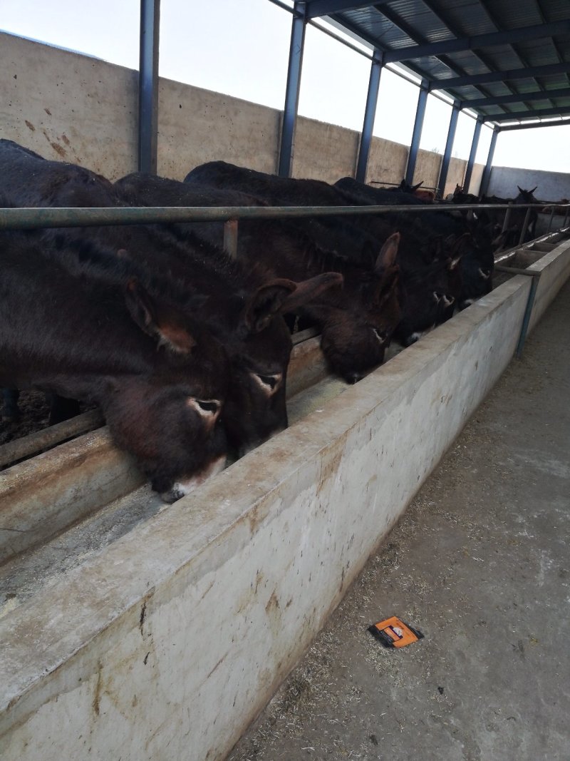 驴肉批发驴肉带皮驴肉山东驴肉