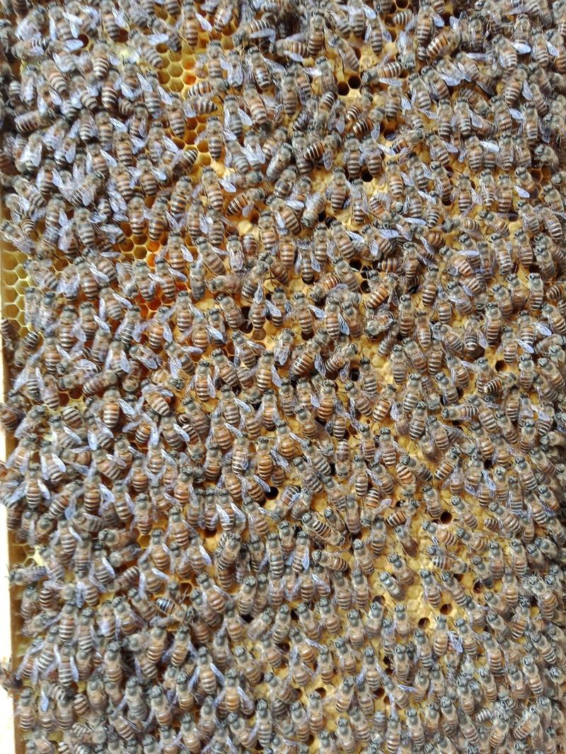 中华小蜜蜂，三至六脾授粉采蜜兼用型中蜂群。