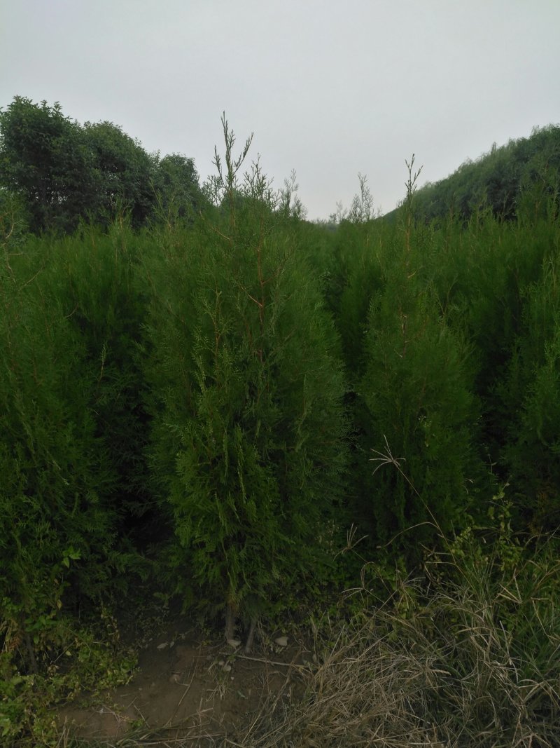 荒山造林侧柏.容器杯1米2侧柏