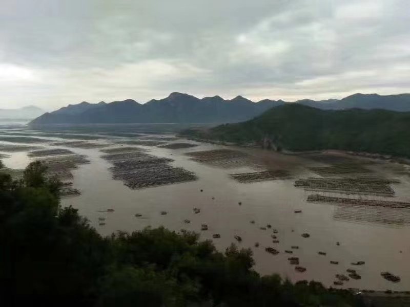 霞浦紫菜