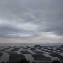 霞浦紫菜