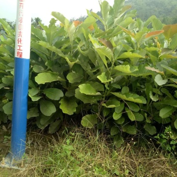 大量出售50公分以上，地径0.5以上厚朴苗