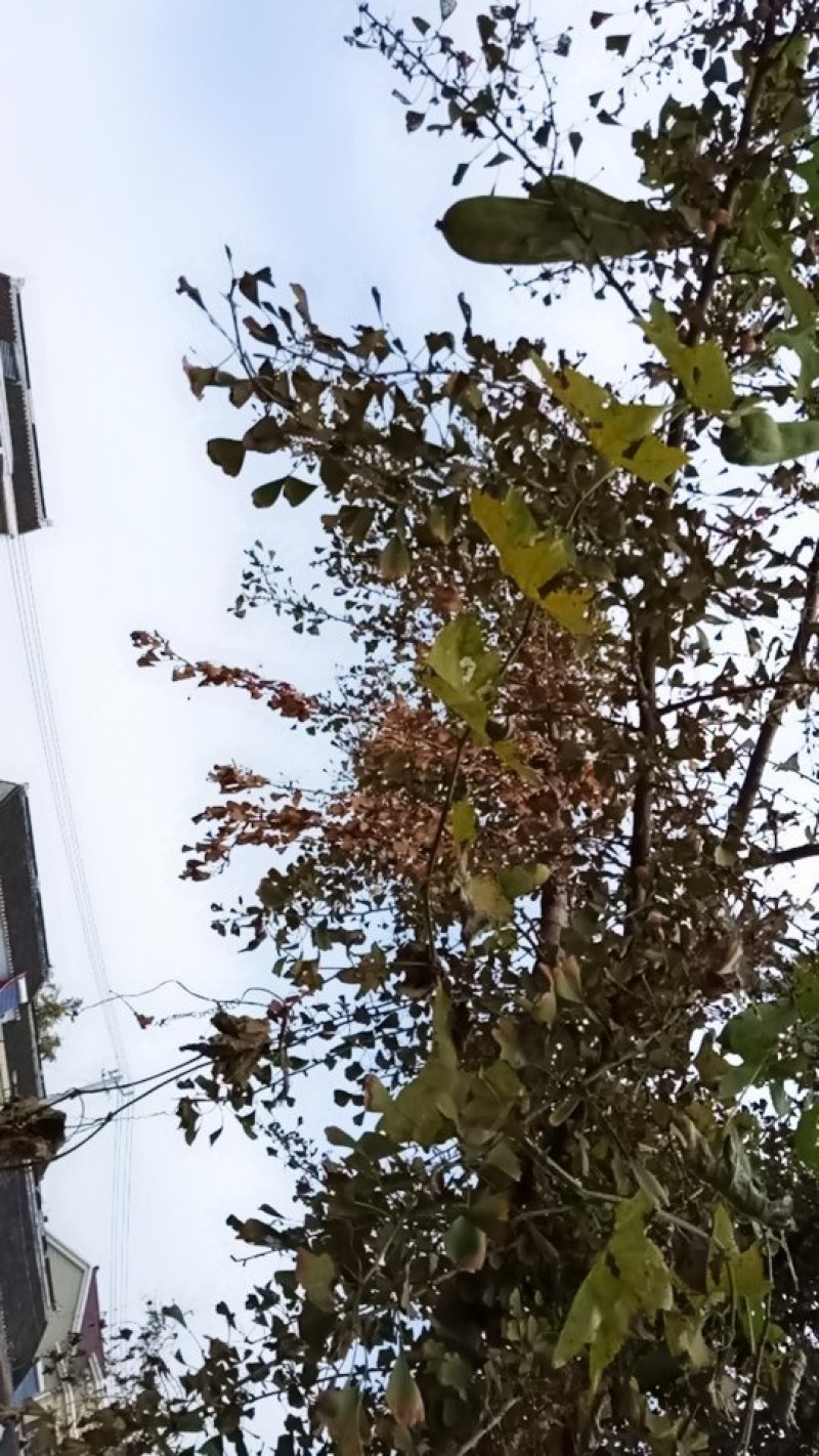 银杏果
