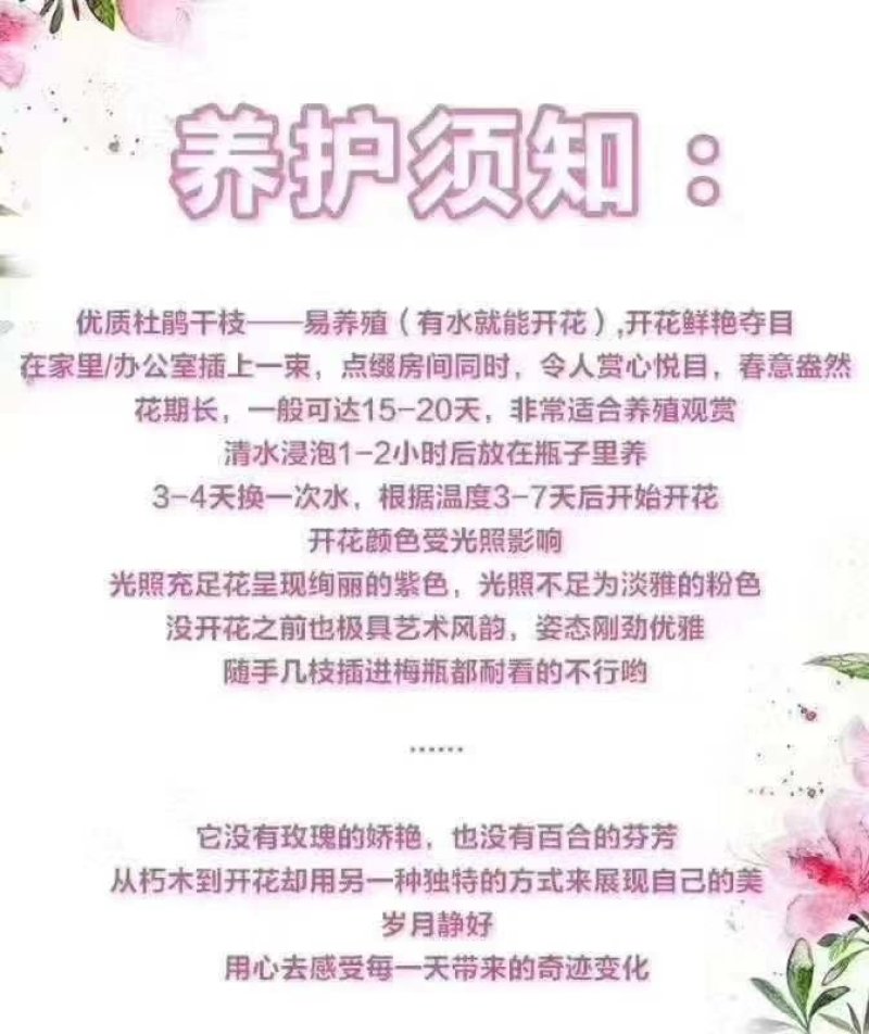 干支杜鹃