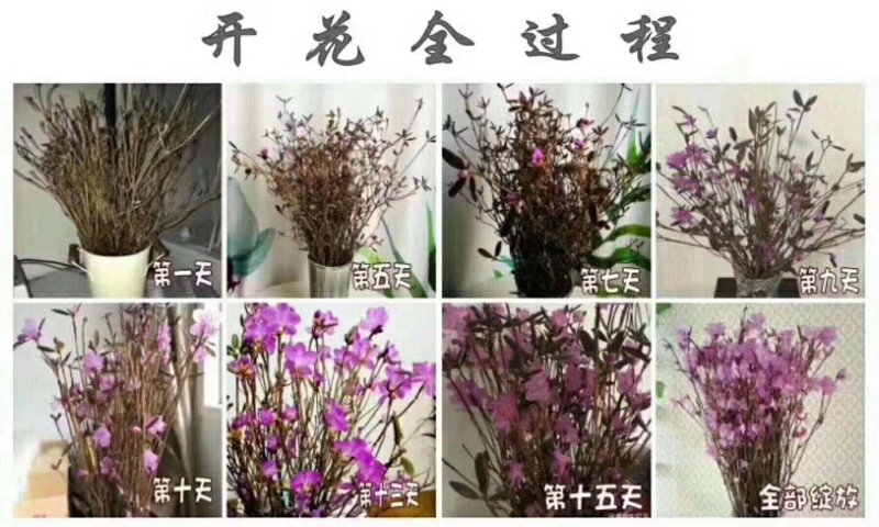 干支杜鹃