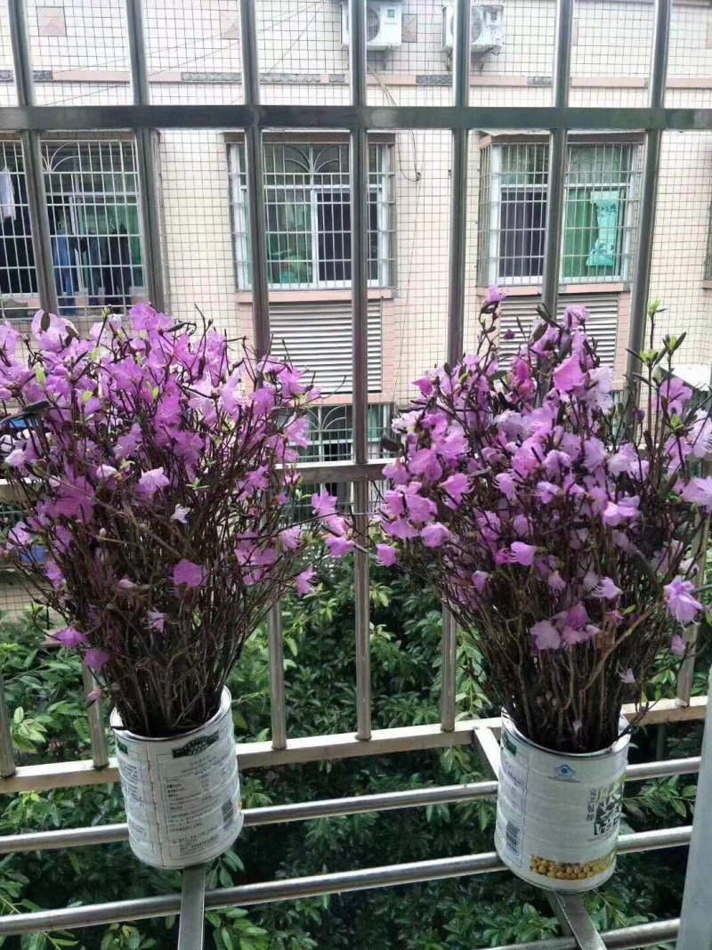 干支杜鹃