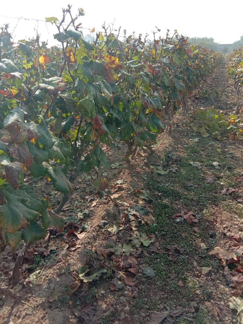 藤稔枝条