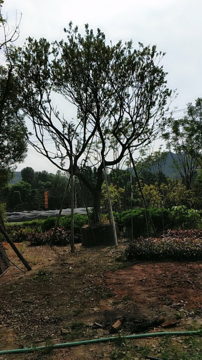丛生朴树