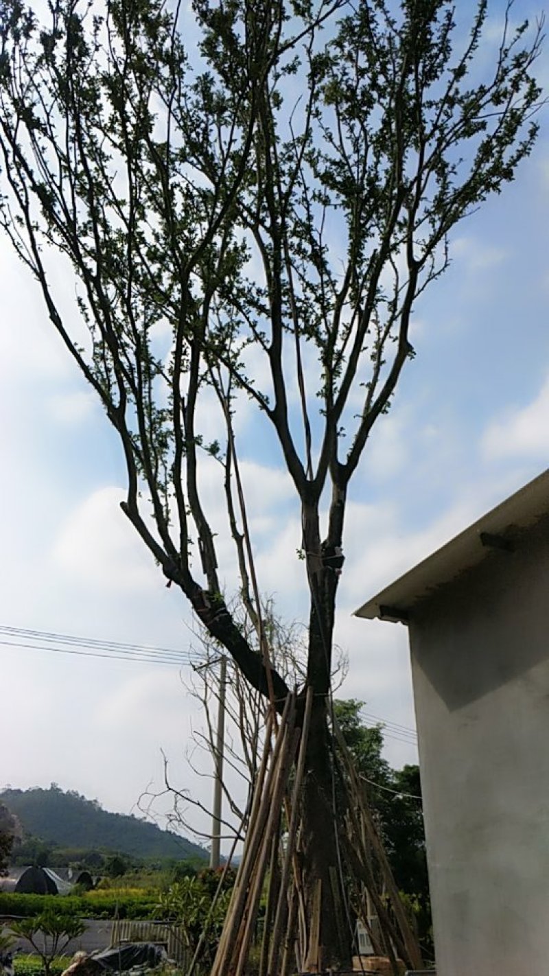 丛生朴树