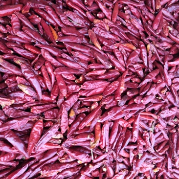 小辣椒
