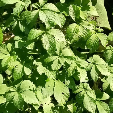 野生藤茶