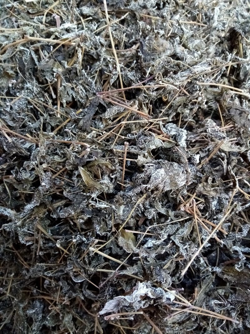 野生藤茶