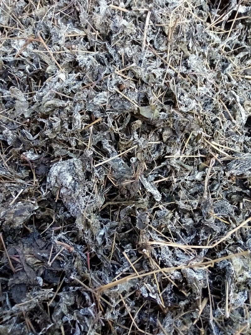 野生藤茶
