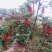 毛叶山桐子树苗