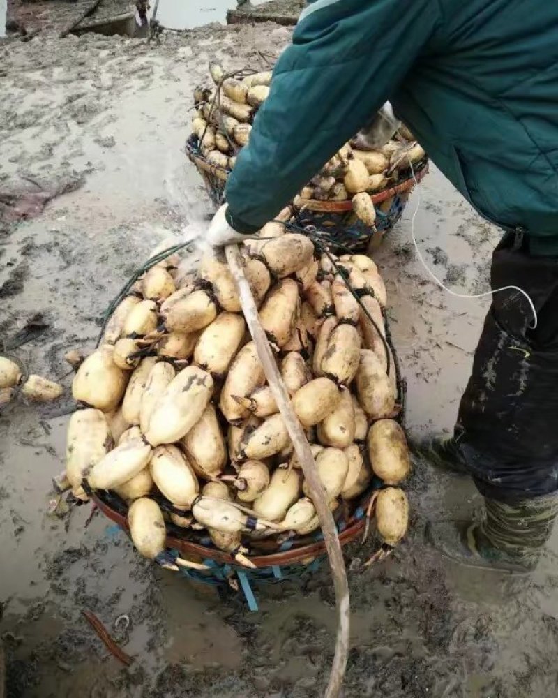 鄂莲6号，粉藕