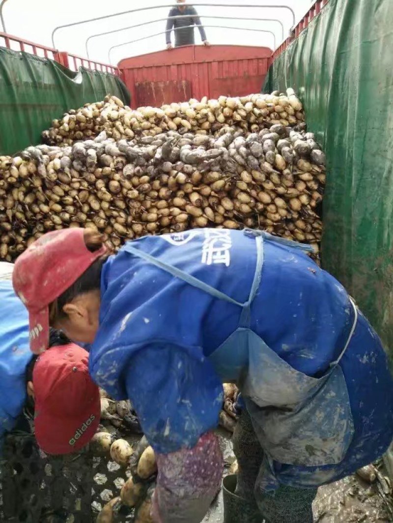 鄂莲6号，粉藕
