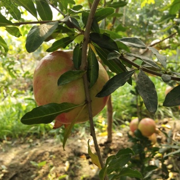 突尼斯软籽石榴树苗